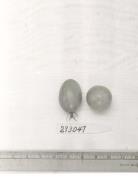 Click for 1 image(s) for this accession. FRUIT